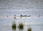 Zwarte ruiter (Spotted redshank) (Tringa erytrophus) - Ogii Nuur 14-08-2016 (2)